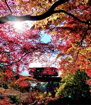 糸杉山 神應寺の参拝記録(フタバアオイさん)