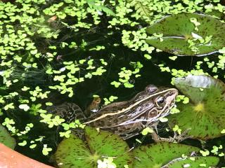 浄瑠璃寺の参拝記録(きんやさん)