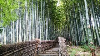 華西山 東漸院 念仏寺(化野念仏寺)の参拝記録(松さん)