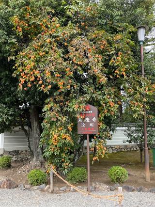 広隆寺の参拝記録(ヒデさん)