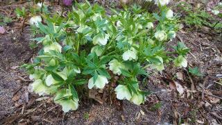 珠林寺の参拝記録(降魔成道さん)