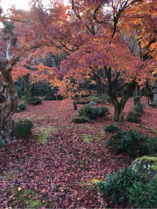 圓光寺の参拝記録(こにたんさん)
