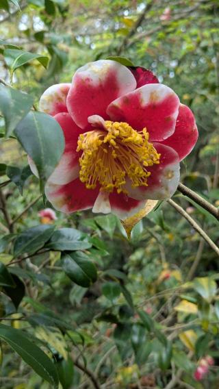 霊鑑寺門跡の参拝記録(くまたろうさん)