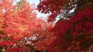 真正極楽寺(真如堂)の参拝記録(まああさん)