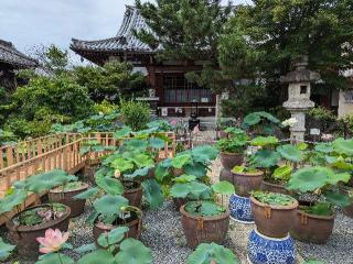 大蓮寺の参拝記録(くまたろうさん)