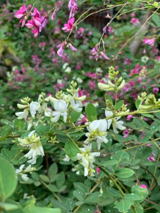光明山 摂取院 常林寺の参拝記録(まりもさん)