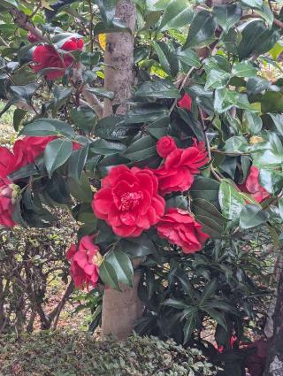 華光寺の参拝記録(くまたろうさん)