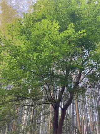 地蔵院(竹の寺)の参拝記録(senwayさん)