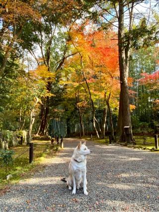 地蔵院(竹の寺)の参拝記録(さくらさん)