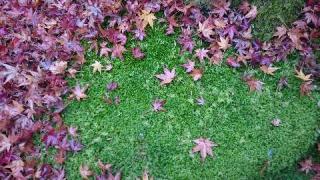 西芳寺(苔寺)の参拝記録(うさこさん)