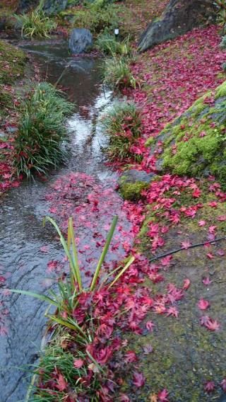 西芳寺(苔寺)の参拝記録(うさこさん)