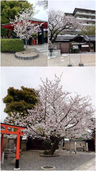 壬生寺の参拝記録(童子切安綱さん)