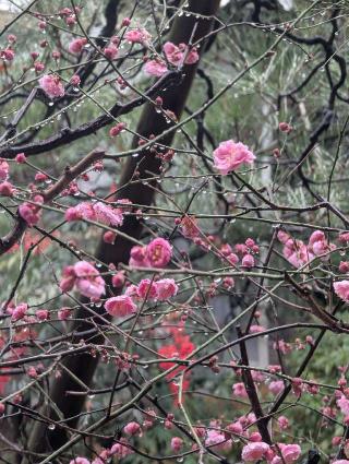 無量山 如輪院 宝蔵寺の参拝記録(くまたろうさん)