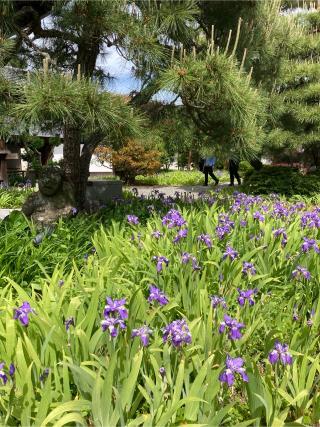 得淨明院の参拝記録(フタバアオイさん)