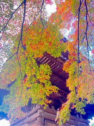 霊応山 法観禅寺(八坂の塔)の参拝記録(さくらさん)