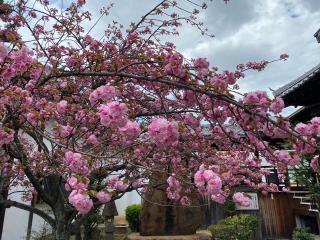 墨染寺の参拝記録(まついちさん)