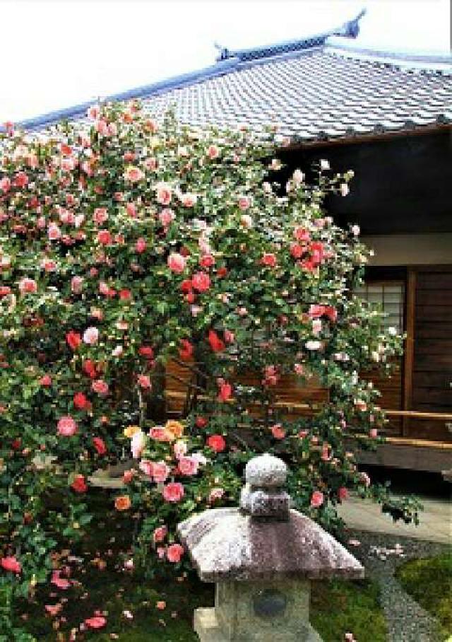 京都府京都市北区大将軍川端町2 地蔵院(椿寺)の写真1