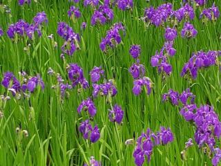 真如寺の参拝記録(くまたろうさん)