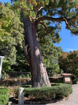 天野山 金剛寺の参拝記録(はまちゃんさん)