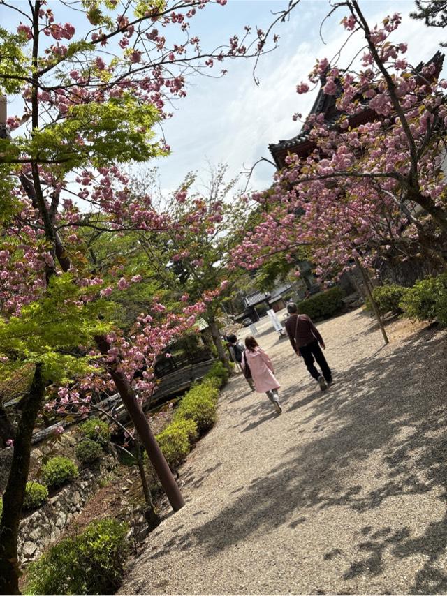 天野山 金剛寺の参拝記録5