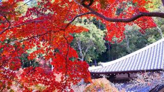 天野山 金剛寺の参拝記録(布袋大国さん)