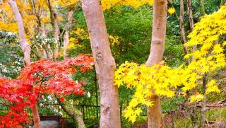根本山 神峯山寺 寶塔院の参拝記録(布袋大国さん)