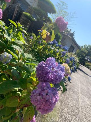 長慶寺の参拝記録(ももじりさん)