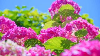 長慶寺の参拝記録(布袋大国さん)