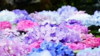 大澤山 久安密寺(久安寺)の参拝記録(布袋大国さん)