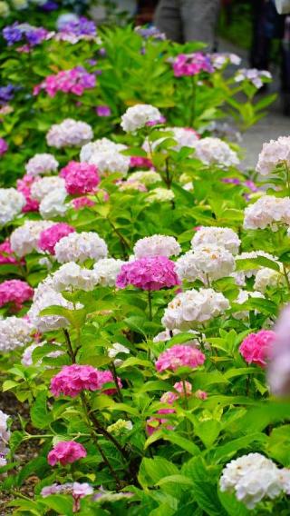 大澤山 久安密寺(久安寺)の参拝記録(布袋大国さん)