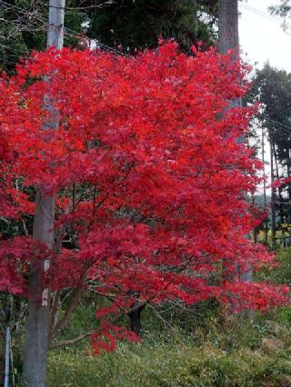 松尾山 文保寺の参拝記録(ちゅちゅれさん)