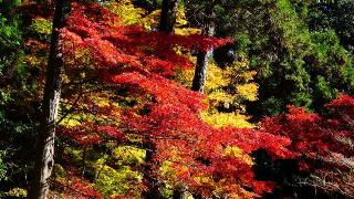 書寫山 圓教寺(西国第二十七番)の参拝記録(布袋大国さん)