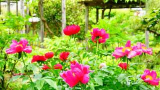 慈雲山 石光寺の参拝記録(布袋大国さん)