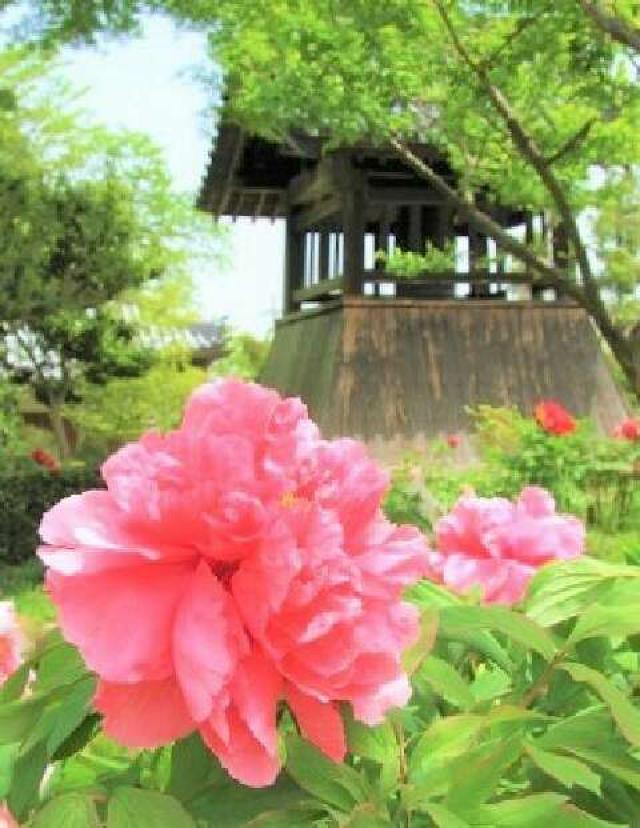 奈良県葛城市染野387 慈雲山 石光寺の写真1