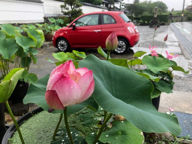 生蓮寺(しょうれんじ)の参拝記録6