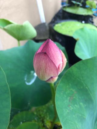 生蓮寺(しょうれんじ)の参拝記録(みどさん)