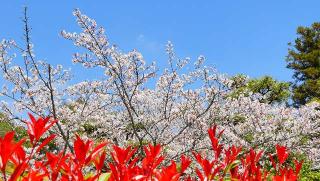 粉河寺（西国第三番）の参拝記録(布袋大国さん)