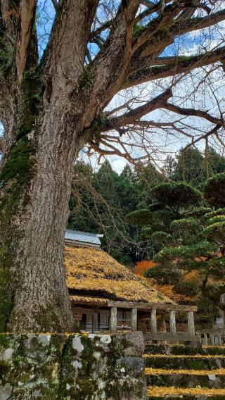 金言寺の参拝記録(ももたろうさん)