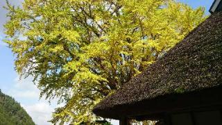 金言寺の参拝記録(しんさん)