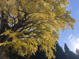 金言寺の参拝記録(hinaさん)