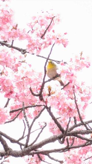 耕三寺の参拝記録(なりなりさん)
