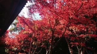 蓮光寺の参拝記録(matsuyoshiさん)