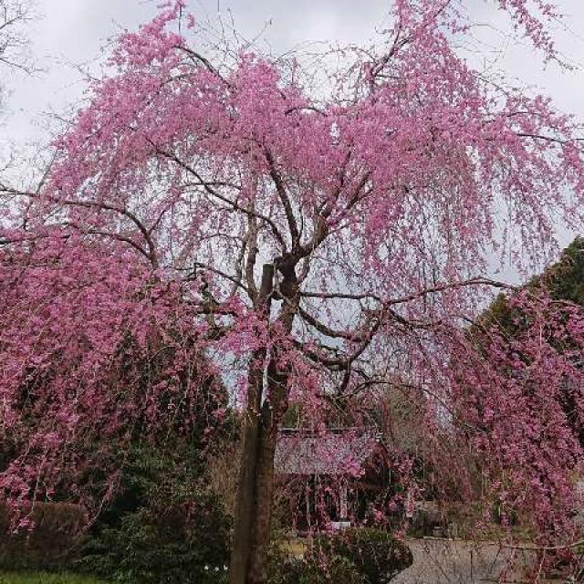 山口県美祢市伊佐町伊佐5310 南原寺の写真2