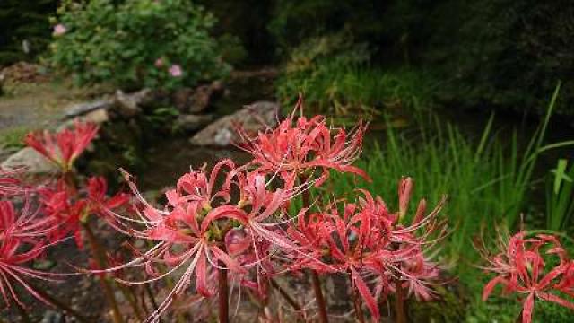 山口県美祢市伊佐町伊佐5310 南原寺の写真3