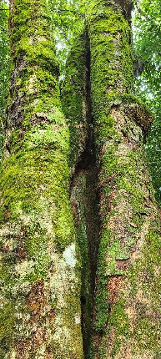 南原寺の参拝記録(ゆっこさん)