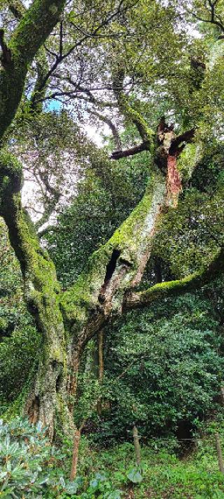 南原寺の参拝記録(ゆっこさん)