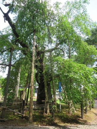 春日山 林泉寺の参拝記録(伊平太さん)