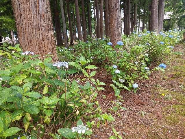 山形県米沢市林泉寺1-2-3 春日山 林泉寺の写真2