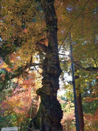 白峯寺(四国第八十一番)の参拝記録(大ちゃんさん)