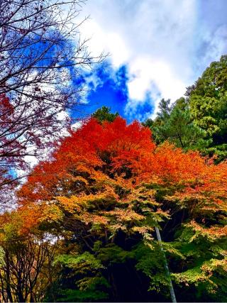 千如寺大悲王院の参拝記録(みほさん)
